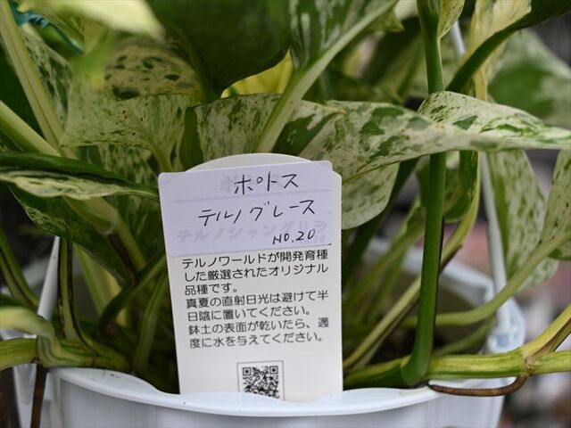 ☘観葉植物☘ポトス テルノグレース④（エピプレナム フィロデンドロン ） ポトス テルノグレース | GREEN LUCK