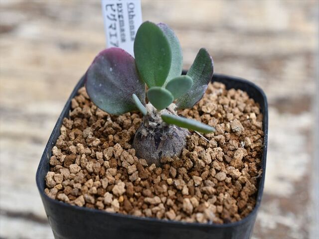 オトンナ ピグマエア＆入荷植物 | 園芸屋たなかのブログ