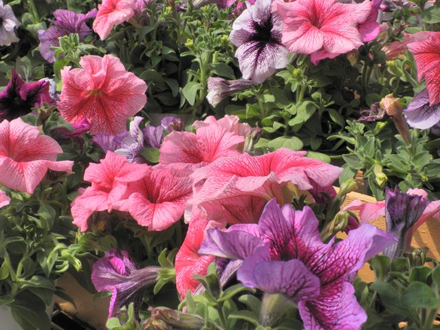 ペチュニア プリズム サンダエ ベイン3色植え 園芸屋 たなか