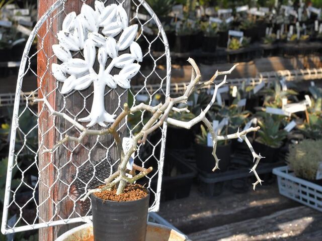 【美株】ジグザグの木 デカリアマダガスカリエンシス 塊根植物 コーデックス 美株】ジグザグの木 デカリアマダガスカリエンシス 塊根植物