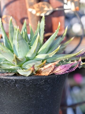 グリーン系ランキング上位のプレゼント アロエ ポリフィラ 2鉢セット 植物 観葉植物 インテリア 住まい 小物グリーン系 13 1 Www Dawajen Bh グリーン系ランキング上位のプレゼント アロエ ポリフィラ 2鉢セット 植物 観葉植物 インテリア 住まい 小物グリーン系 13 1 Www Dawajen Bh