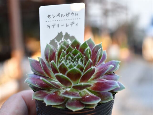センペル ラブリーレディー＆火水の入荷植物 | 園芸屋たなかのブログ