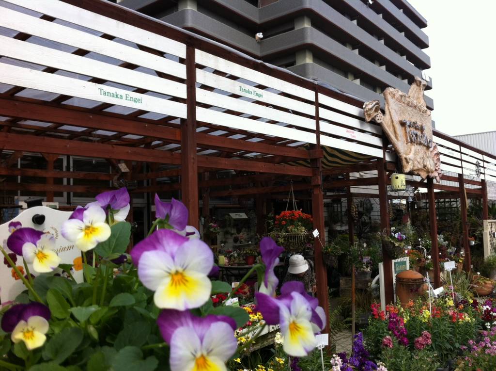 プレミアムビオラ ディージェイ シリーズ 初めてのレッスン 園芸屋 たなか