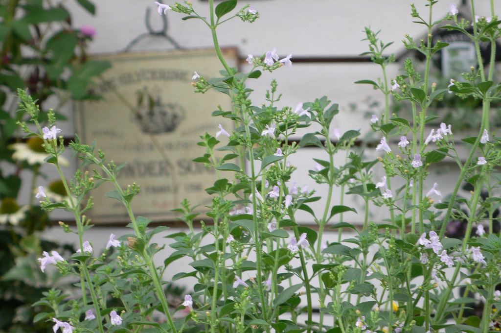 カラミンサ ブルークラウド 種 20粒 採取待ち Bizioliauto It カラミンサ ブルークラウド 種 20粒 採取待ち Bizioliauto It