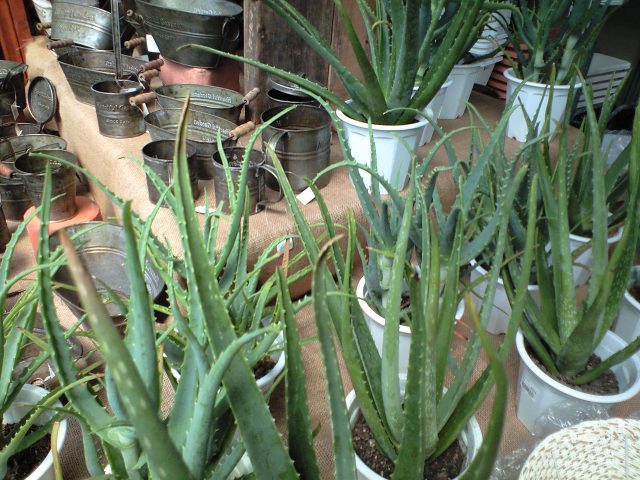 アロエ 園芸屋 たなか