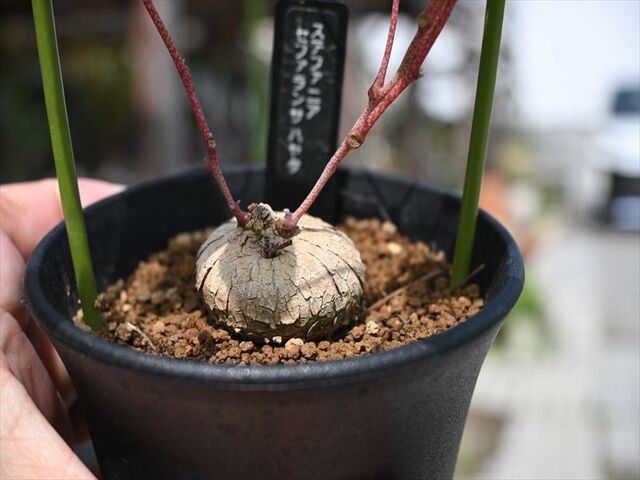 ステファニア ステファニア＆入荷植物 | 園芸屋たなかのブログ