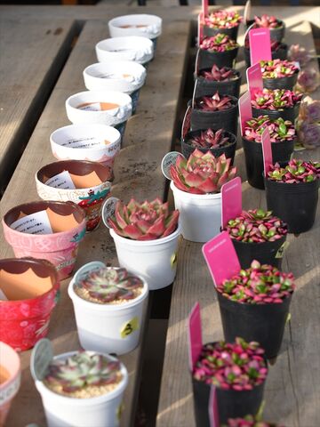 アロエ アロエ ポリフィラ Baseでルンメさんクリスマスリメ鉢と多肉苗セットを抽選販売 園芸屋 たなか