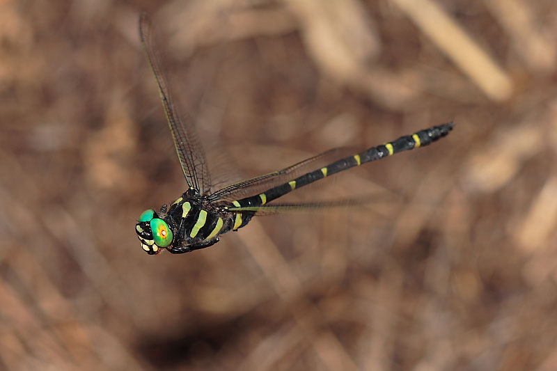 スズメバチ 攻撃特化 カブトムシ 防御特化 トンボ 機動力特化 棚から2ch
