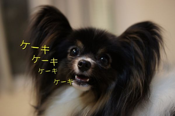 08DSC06711