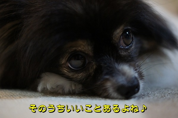 005DSC09931
