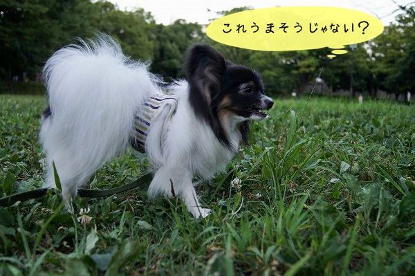 09DSC01678