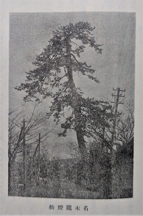 龍灯の松の写真