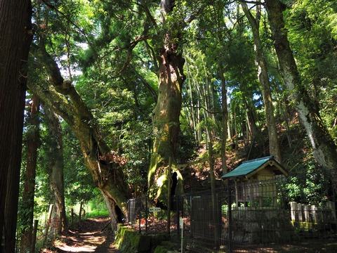 大杉神社の杉