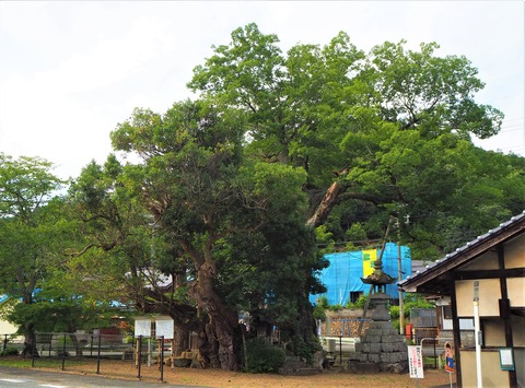 むくの木・かごの木