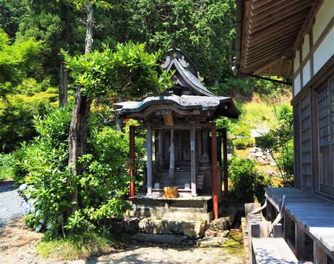 淡島神社とタラヨウ