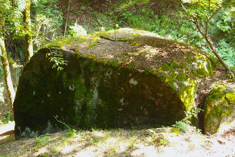 苔だらけの表面