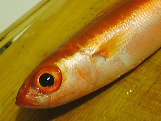 チビキ 釣り人しか食べられない魚 おいしいもの食べよう Good Taste Magazine