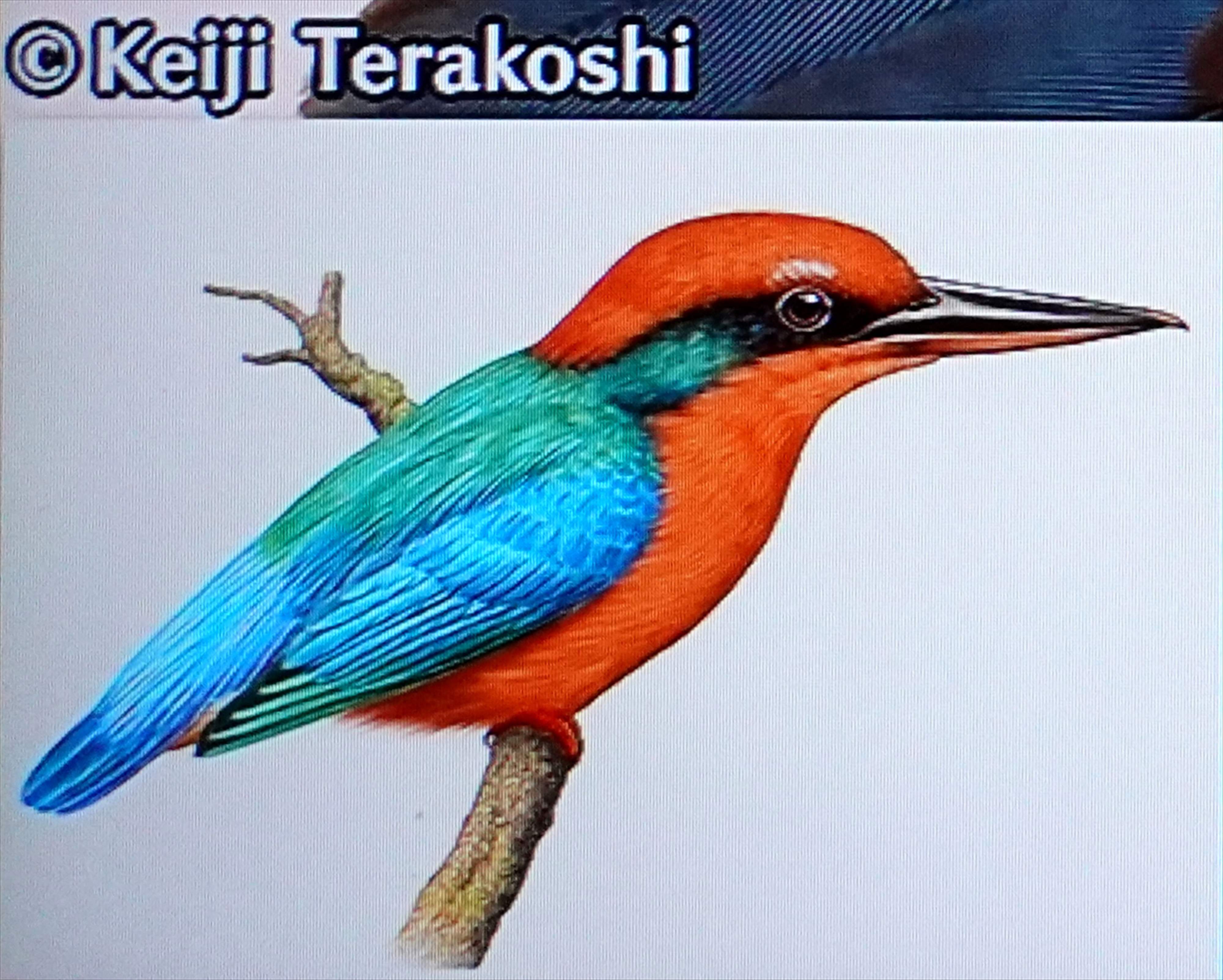 ミヤコショウビン　木彫り 世界で1羽 : 奥の坂道