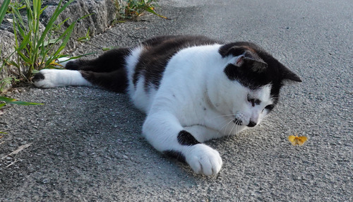 DSC06369_001★編