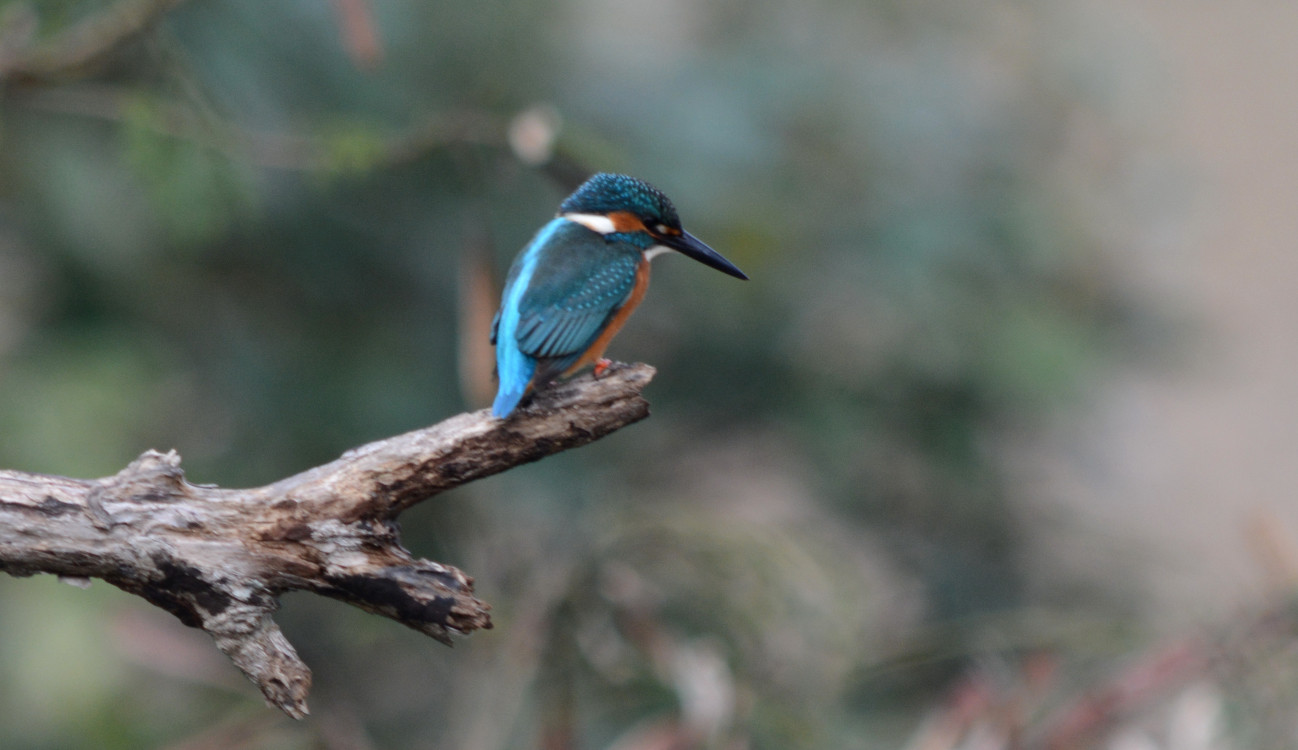 美！ジャワショウビン（Javan kingfisher）骨格標本 ミヤコショウビン