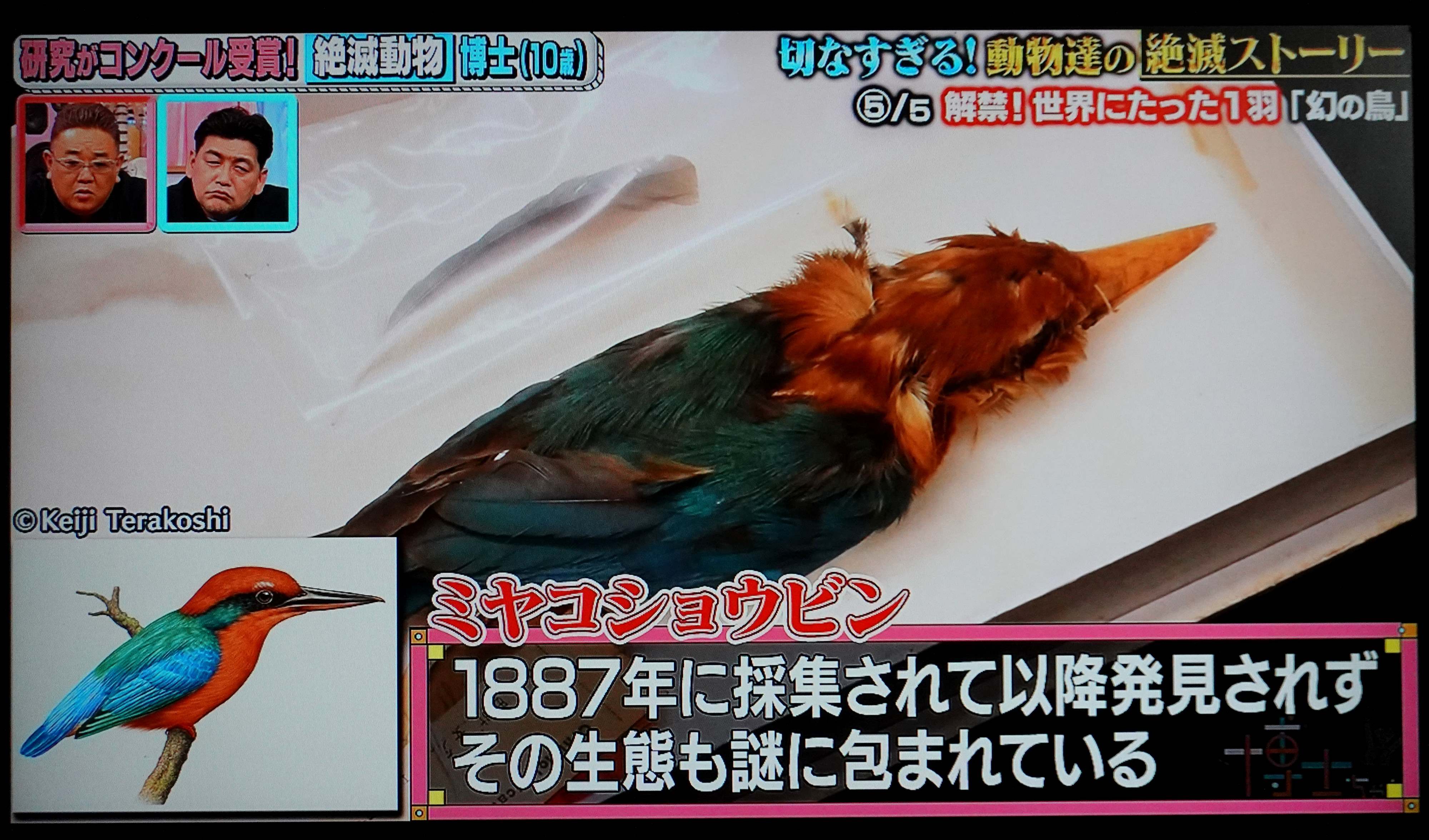 世界で1羽 : 奥の坂道