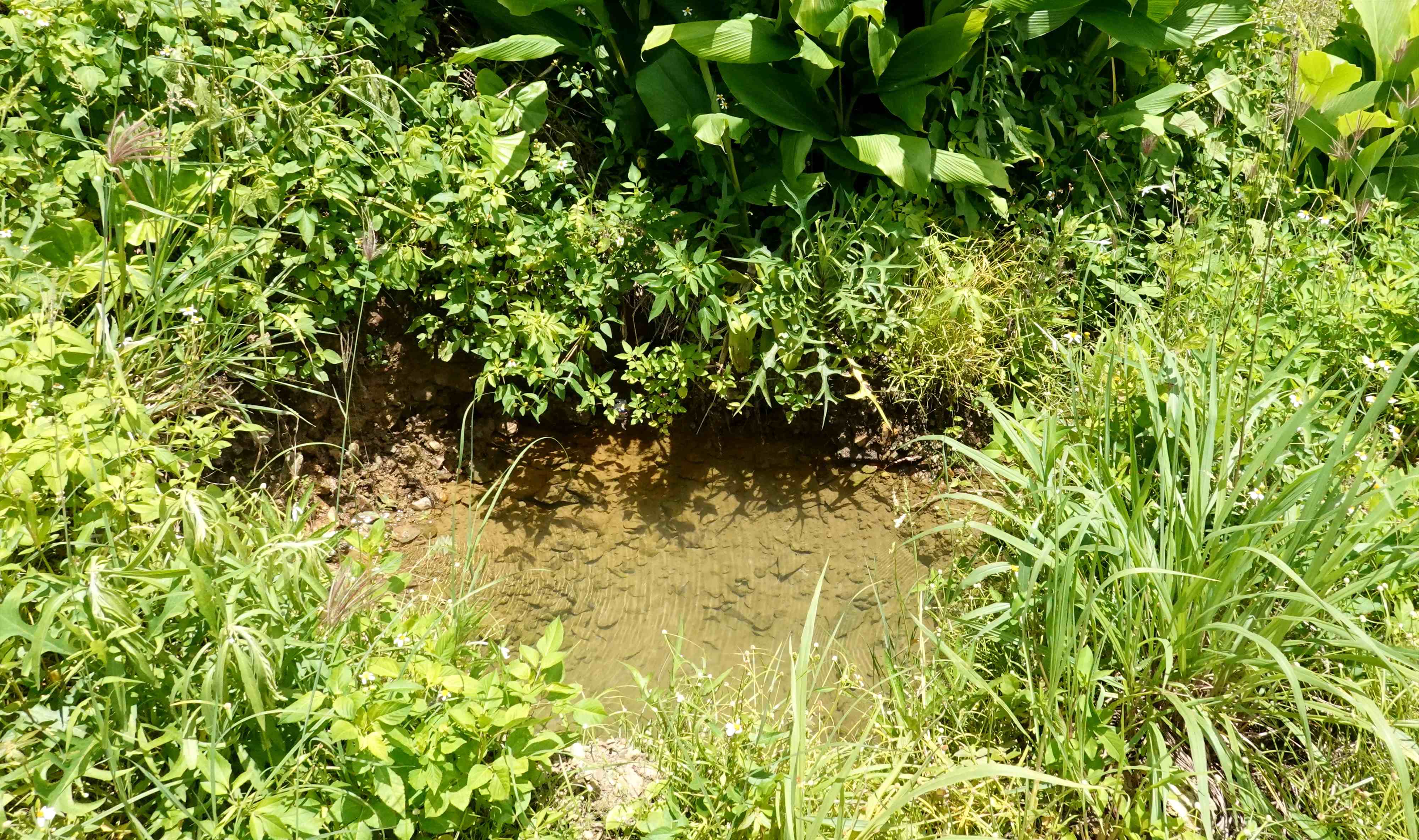 奥の坂道:ヤバいよヤバいよ、線状降水帯!
