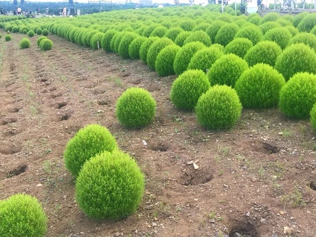 C7045986-C65D-4BD2-86CC-039E5A24D029