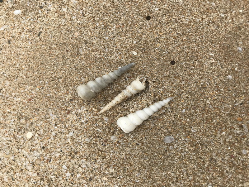 shell