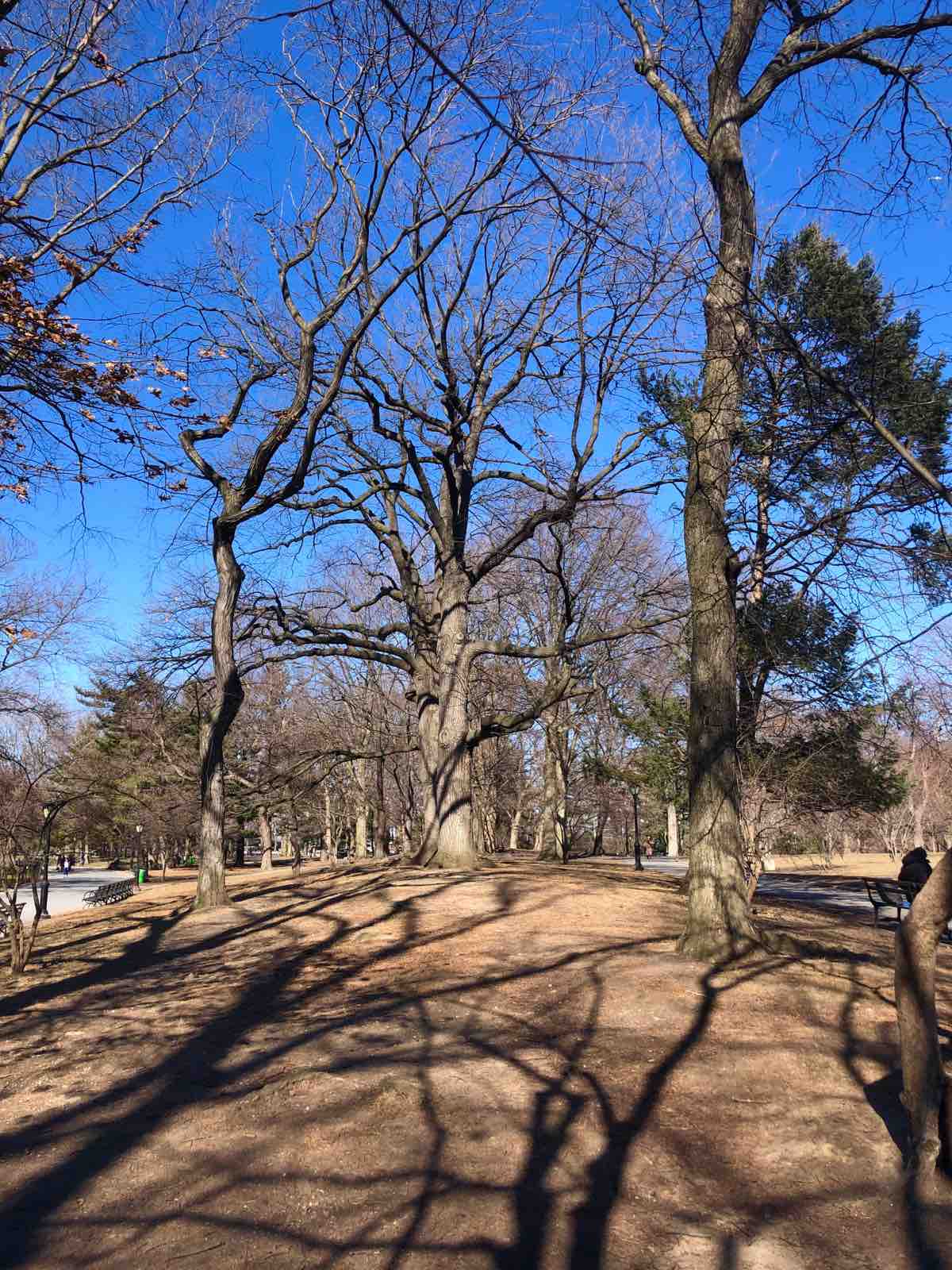 Ny 春と幸運を呼ぶ赤い鳥が ニューヨーク最新情報 雄叫びー涙と怒りーの実況生中継でお伝えします