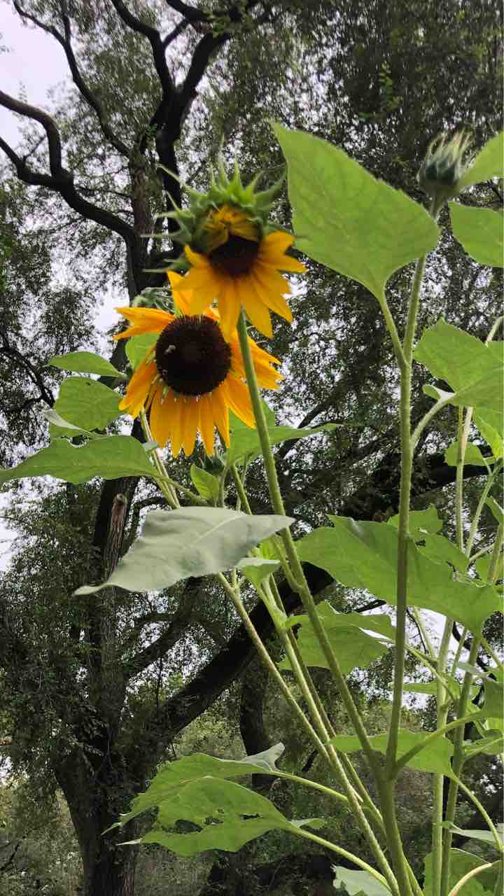 夏の終わりに新トレンド出現 ニューヨーク最新情報 雄叫びー涙と怒りーの実況生中継でお伝えします