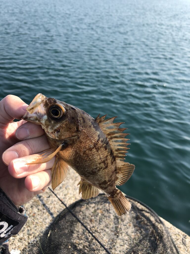 淡路島釣行 アジング メバリング時々ガシラ 3 17 とある釣り人の現実逃避 Escape From Reality Of A Certain Angler
