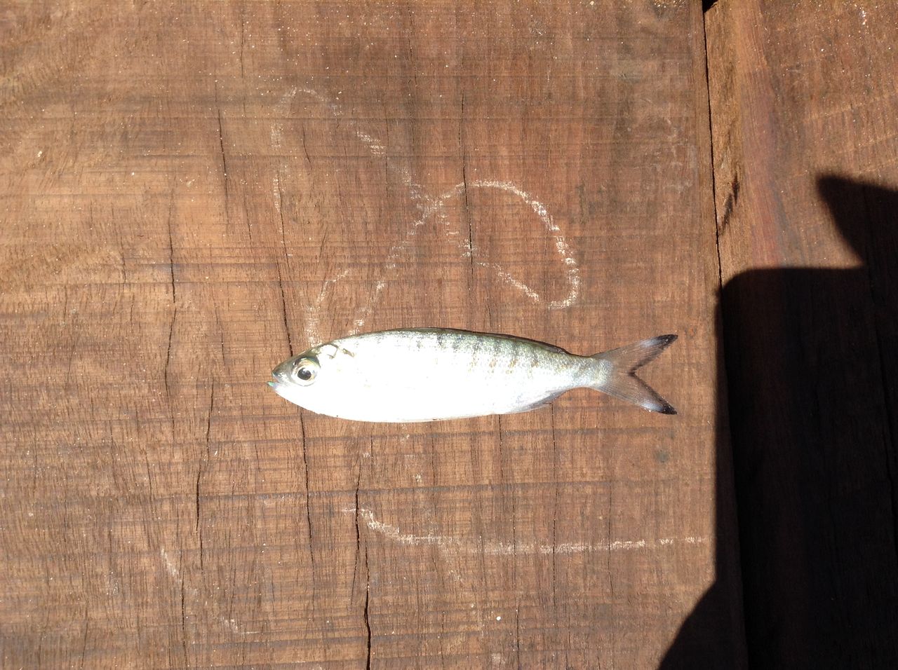 とある釣り人の現実逃避 オーストラリア編 Part 2 Australian Herring とある釣り人の現実逃避 Escape From Reality Of A Certain Angler