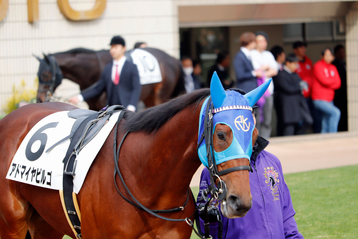 Jra 6億円ホース アドマイヤビルゴの 弟分 がデビュー前に 骨折 近藤オーナー最後の 高額落札馬 に脚部不安は宿命か 中年太郎の競馬ニュースまとめ