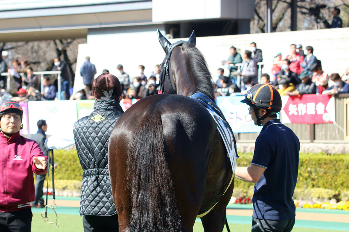Jraディープインパクトの母にも 逸話 あり ばんえい競馬でまさかの 出走取消 から 引退 へ ギャンブル速報 ニュースまとめ Jraディープインパクトの母にも 逸話 あり ばんえい競馬でまさかの 出走取消 から 引退 へ ギャンブル速報 ニュースまとめ