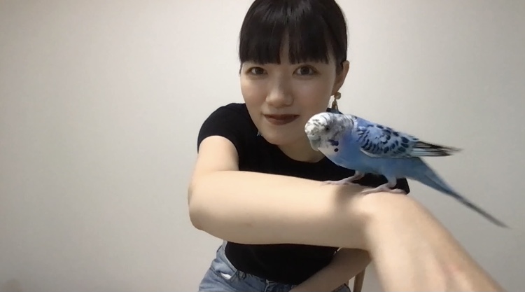 セキセイインコ入門編① : 谷小夏の日々の記録