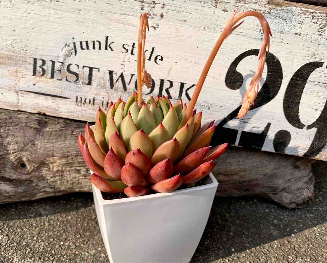 多肉植物 カワイイ紅葉コンビ♡フーケリー とチョコレートボール♫