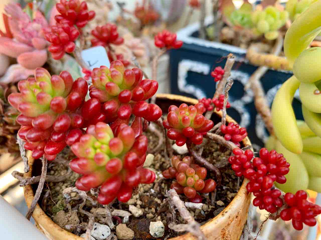多肉植物♥゛レッドベリー ポットごと 多肉植物♥゛レッドベリー ポットごと 多肉植物♥゛レッドベリー