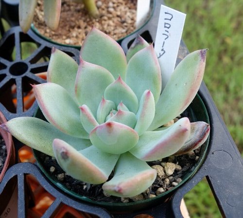 葉焼けコロラータ復活 俺が多肉を記録するblog 葉焼けコロラータ復活 俺が多肉を記録するblog