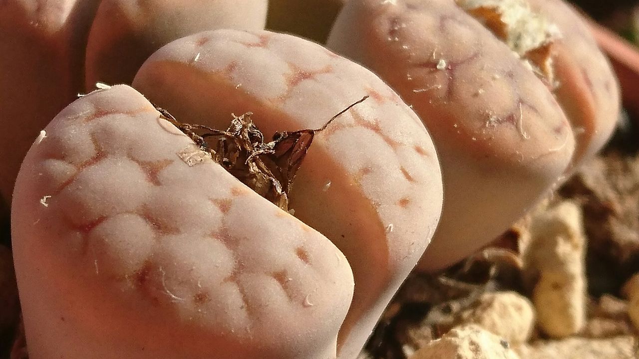 リトープス カラスモンタナ 花紋玉 メセン好きの自宅栽培記録