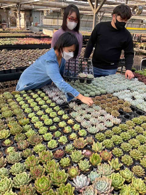 韓国苗】直接仕入れてきました！ : 多肉園おひさまのおひさま便り