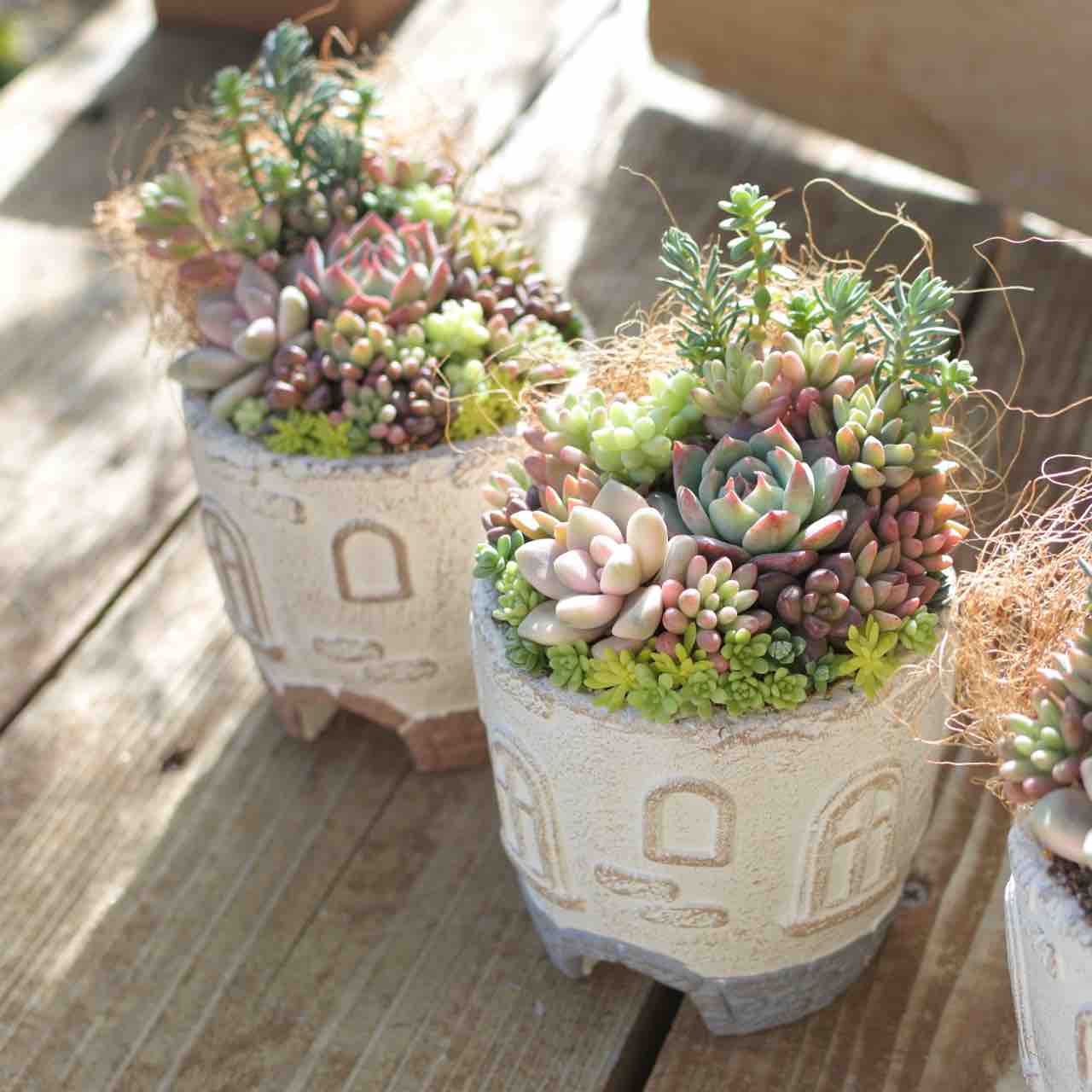 2025年1〜4月 寄せ植えレッスン&ワークショップ : 多肉園おひさまの