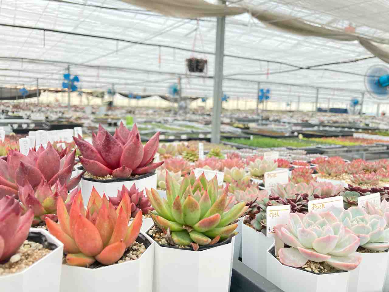 ぴよ様♡ご確認用ページ♡多肉植物 多肉園おひさまについて : 多肉園おひさまのおひさま便り