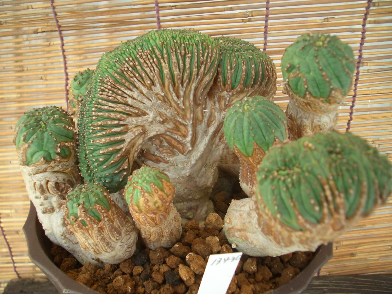 希少 ユーフォルビア オベサ 綴化 ユーフォルビア オベサ 綴化 希少