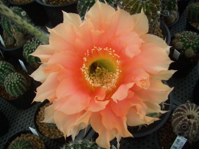 甘い花を咲かせるサボテンの花 ｉ 多肉植物 サボテン