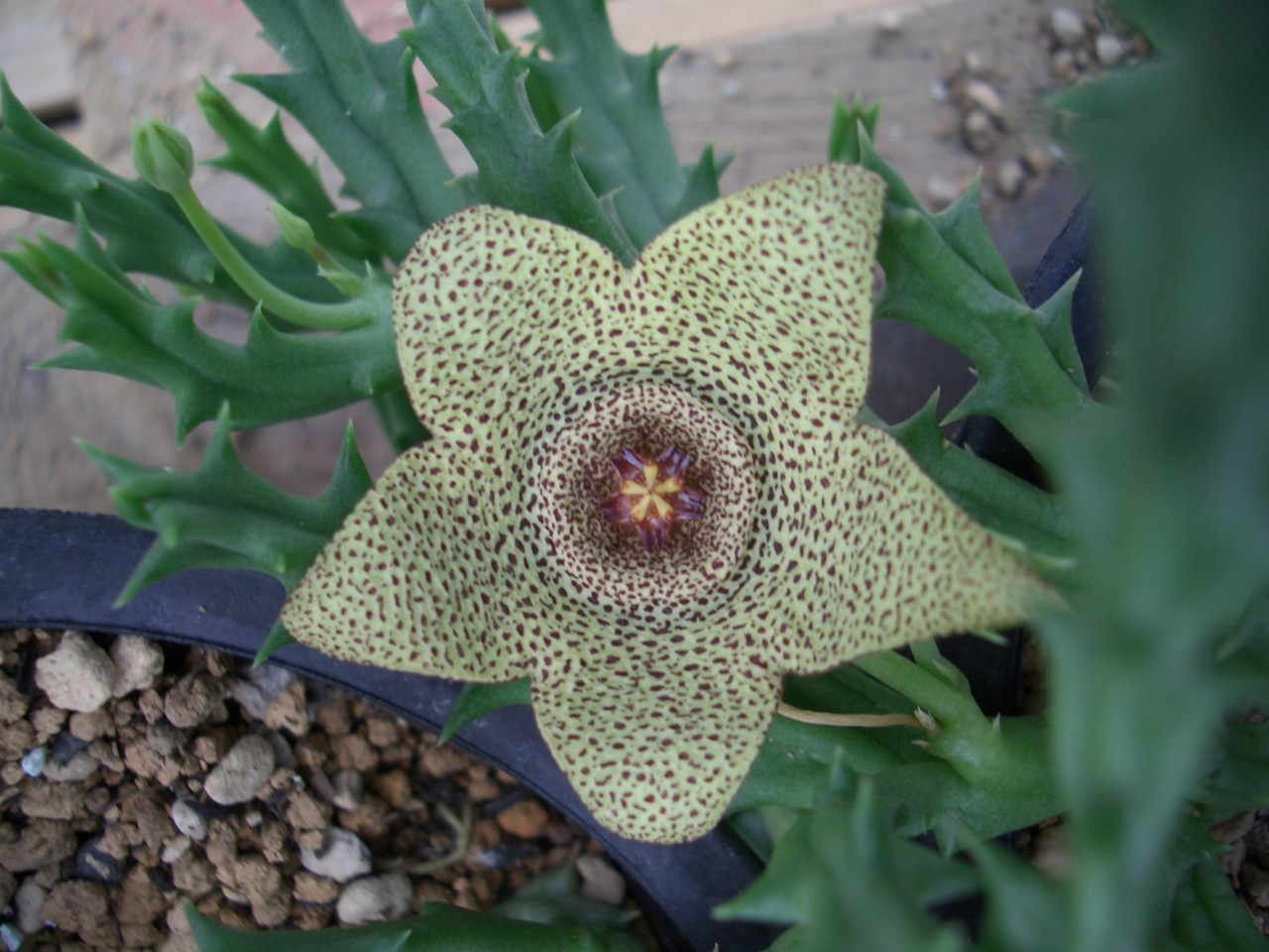 ガガイモの花 ｎｏ６ Babaの多肉 サボテン日記