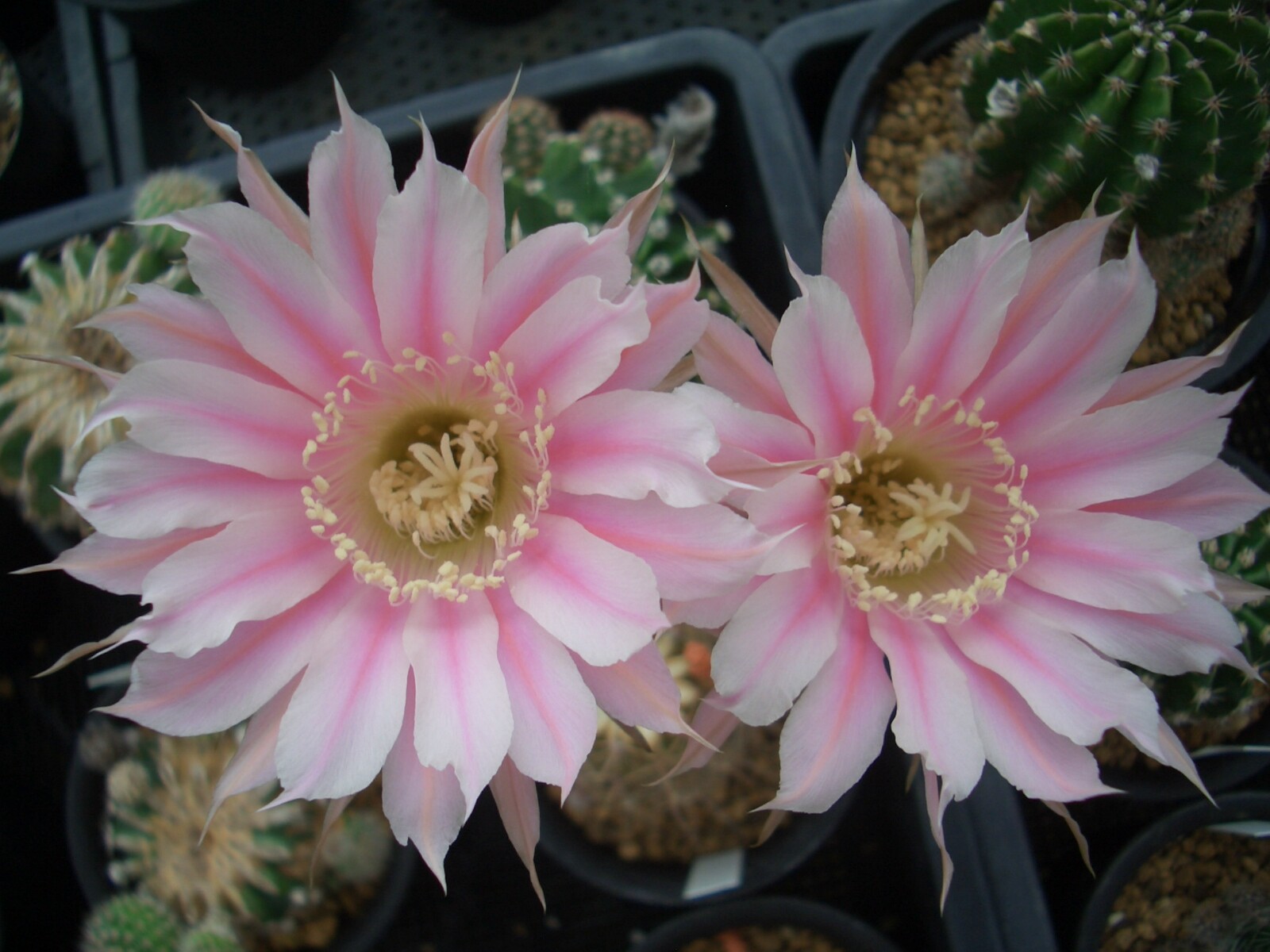 甘い花を咲かせるサボテンの花 ｉ 多肉植物 サボテン