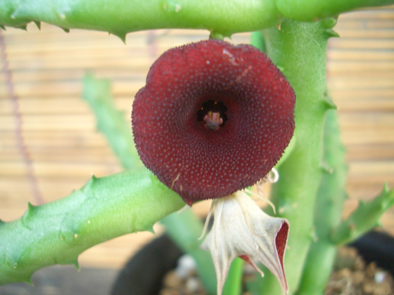 ガガイモの花 ｎｏ６ Babaの多肉 サボテン日記