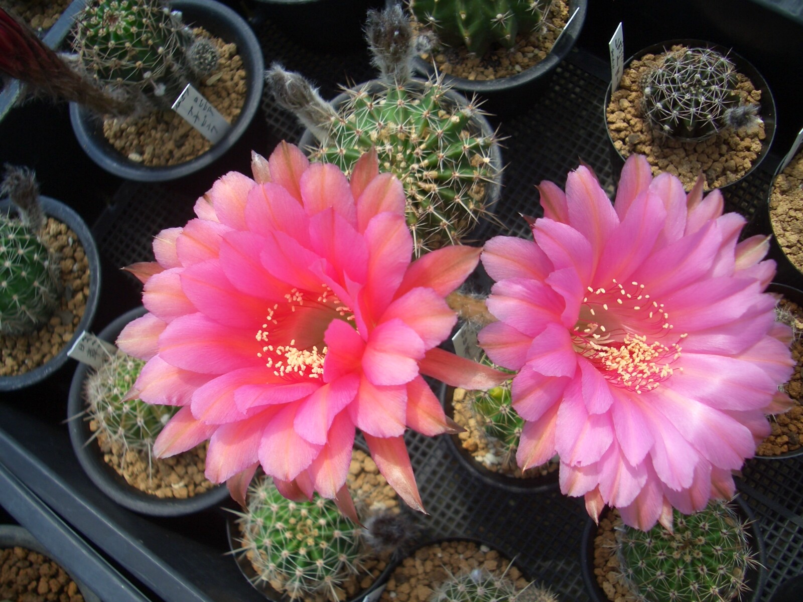 甘い花を咲かせるサボテンの花 ｉ サボテン 多肉植物