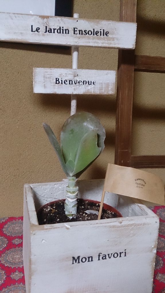 多肉植物の寿命って 多肉植物生活