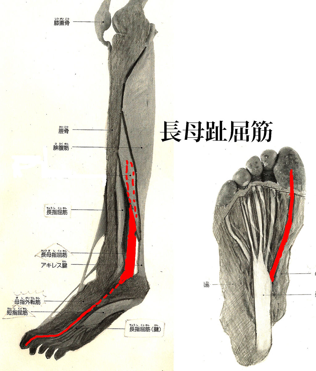 超声引导下踝关节及足部疼痛治疗 讲者：吴文知老师 - 麻醉疼痛 -丁香园论坛